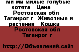 ми-ми-милые голубые котята › Цена ­ 10 - Ростовская обл., Таганрог г. Животные и растения » Кошки   . Ростовская обл.,Таганрог г.